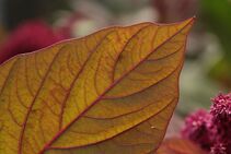 A close up image of a leaf