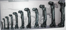 A series of bones lined up from smallest to largest